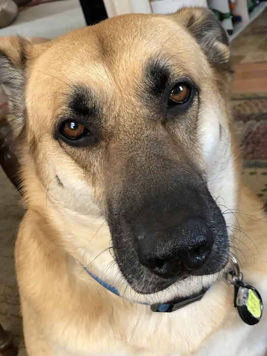 Cayuga Veterinary Services 2