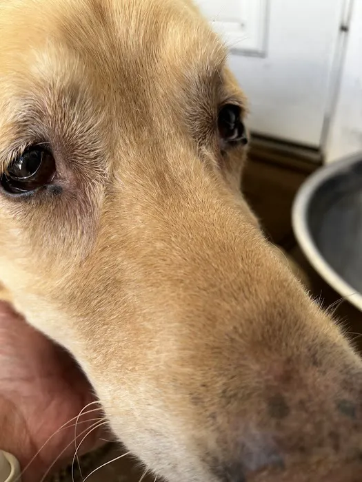 Weedsport Animal Hospital 3