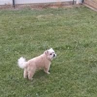 Weedsport Animal Hospital ico