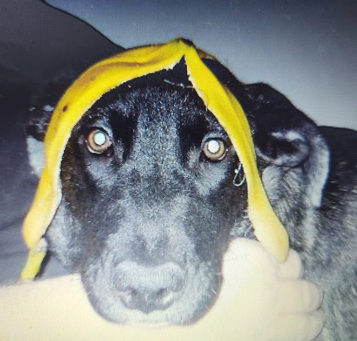 Weedsport Animal Hospital 5