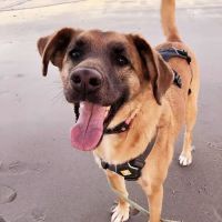 Sandy Paws Animal Hospital ico