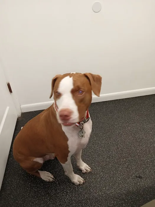 Coastal Carolina Animal Hospital 1