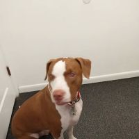 Coastal Carolina Animal Hospital ico