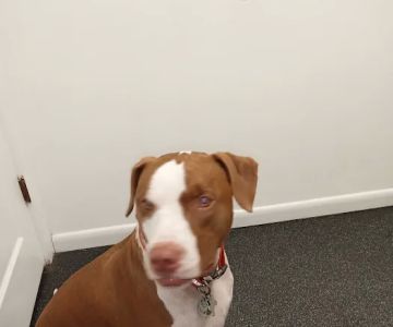 Coastal Carolina Animal Hospital