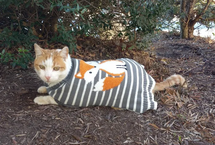 Coastal Carolina Animal Hospital 7