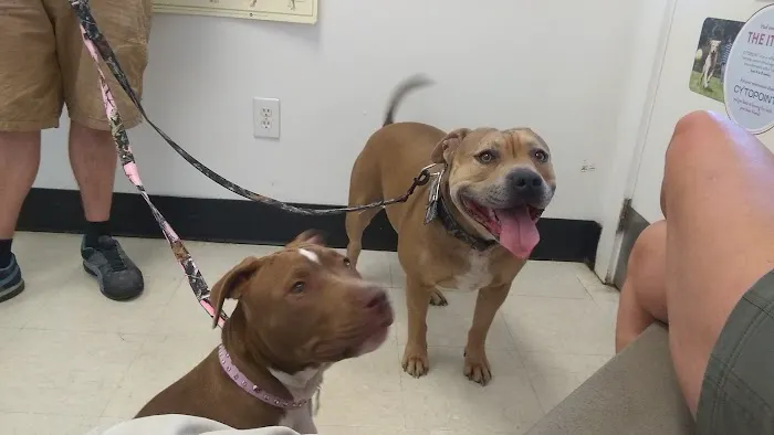 Arendell Animal Hospital 1