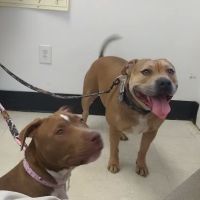 Arendell Animal Hospital ico