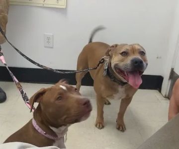 Arendell Animal Hospital