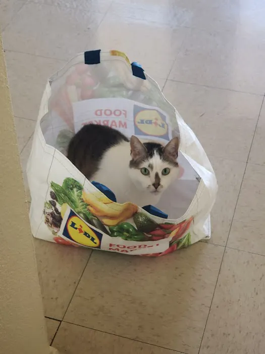 Felines First Veterinary Hospital 6
