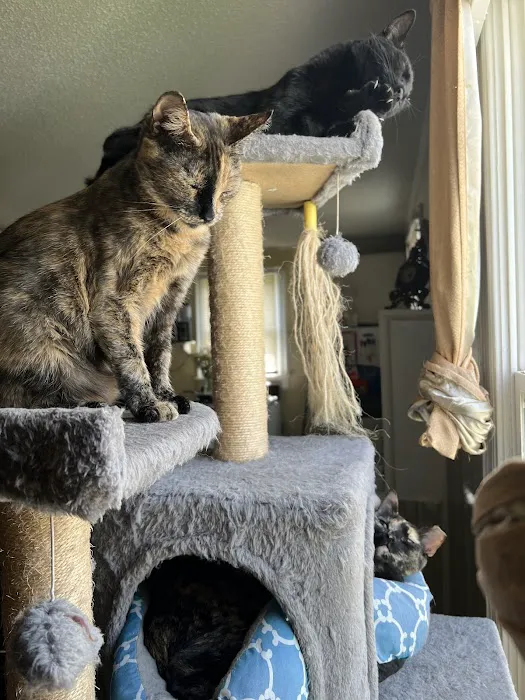 Felines First Veterinary Hospital 7