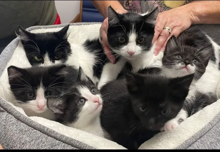 Felines First Veterinary Hospital 1