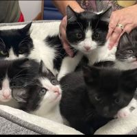 Felines First Veterinary Hospital ico