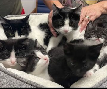 Felines First Veterinary Hospital