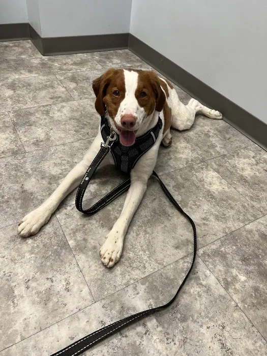 Craven Animal Hospital 1