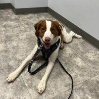 Craven Animal Hospital ico
