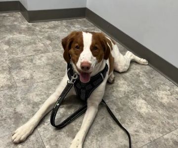 Craven Animal Hospital