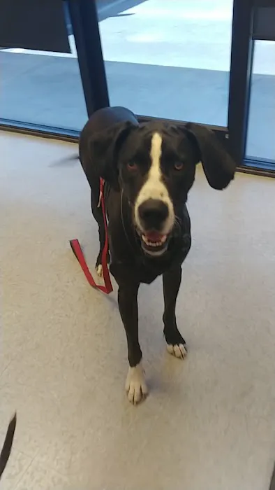 Beaufort Veterinary Hospital 5