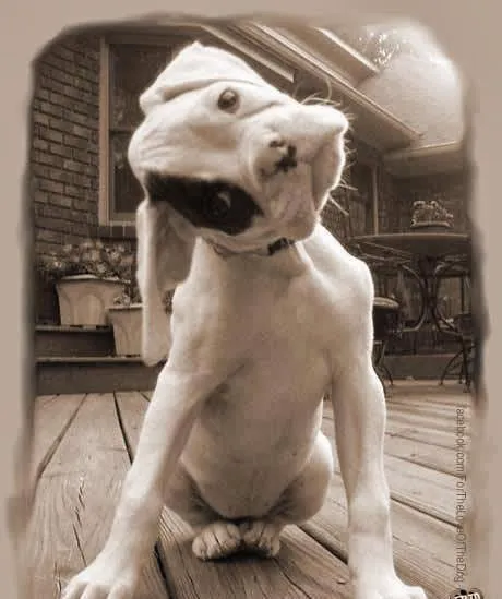 Live Oak Veterinary Hospital 7