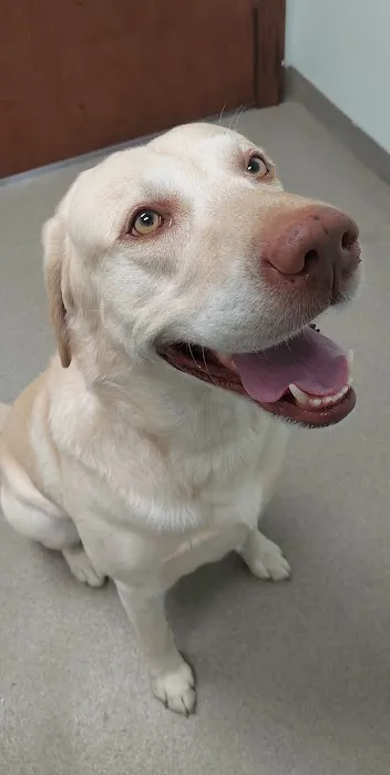 Live Oak Veterinary Hospital 2