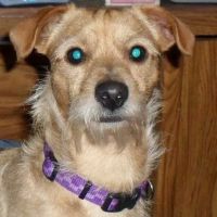 Live Oak Veterinary Hospital ico