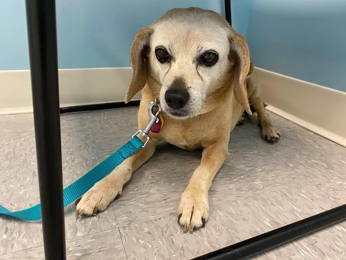 Austin Veterinary Animal Hospital 5