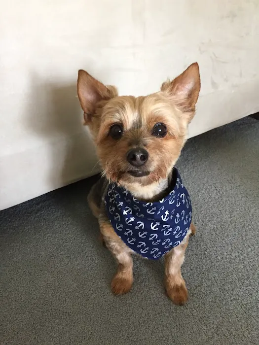 Austin Veterinary Animal Hospital 2
