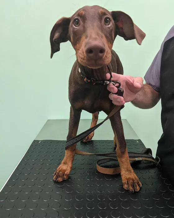 Austin Veterinary Animal Hospital 7
