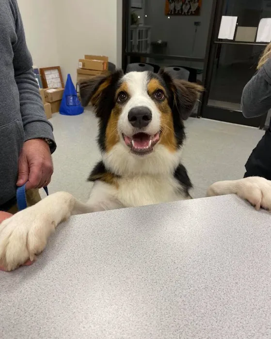 Austin Veterinary Animal Hospital 10