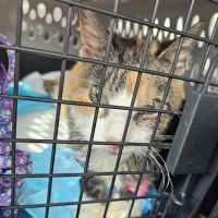 Tennessee Valley Veterinary Clinic ico
