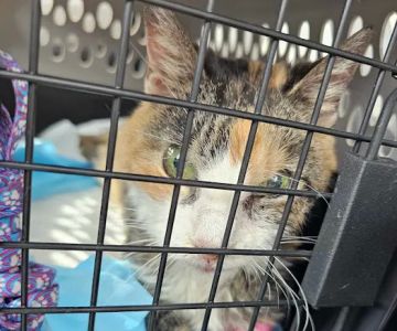 Tennessee Valley Veterinary Clinic