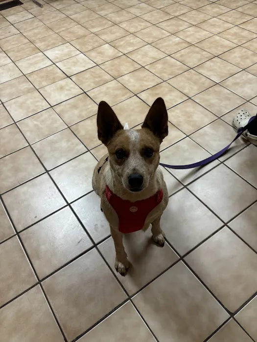 Chestnut Veterinary Clinic 1