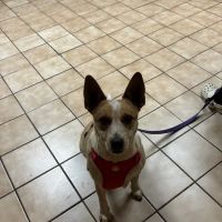 Chestnut Veterinary Clinic ico