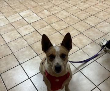 Chestnut Veterinary Clinic