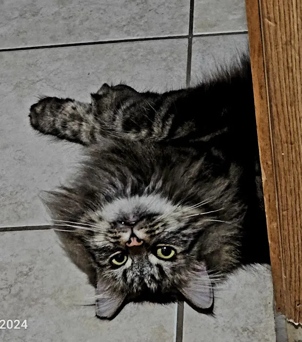Fix 'Ur Cat 3