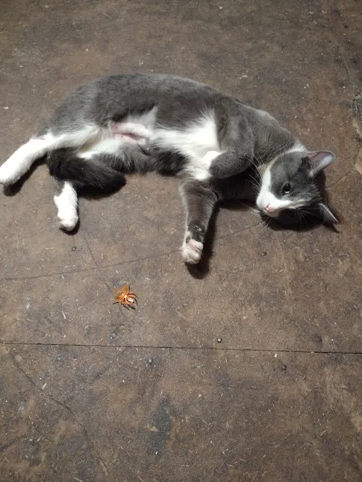 Fix 'Ur Cat 9