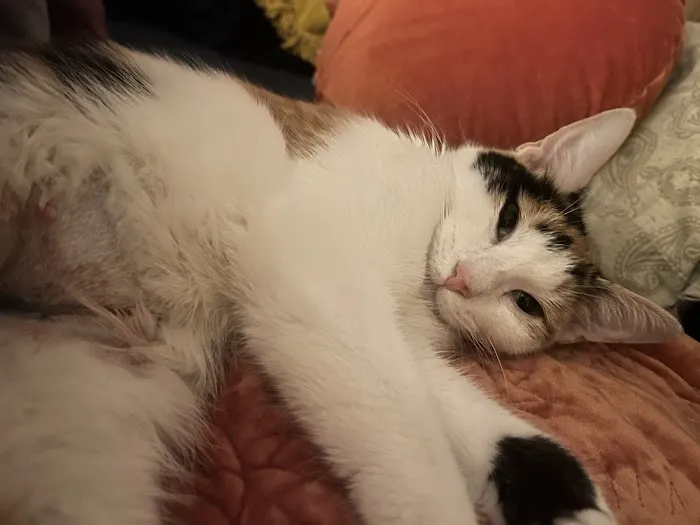 Fix 'Ur Cat 8