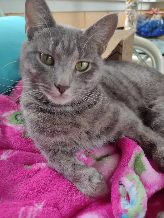 Fix 'Ur Cat 10