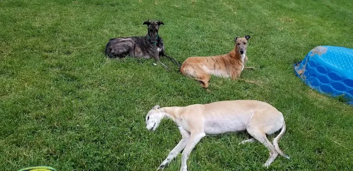 East Maiden Animal Clinic 6