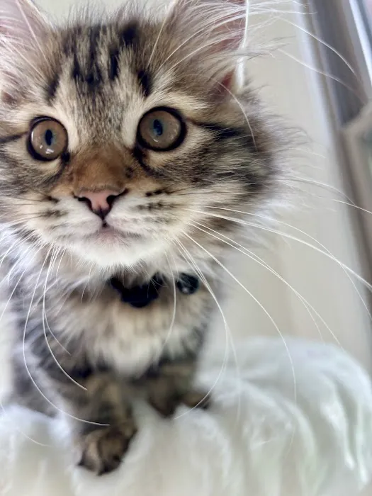 Oraya Siber Kitty Cattery 1