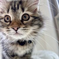 Oraya Siber Kitty Cattery ico