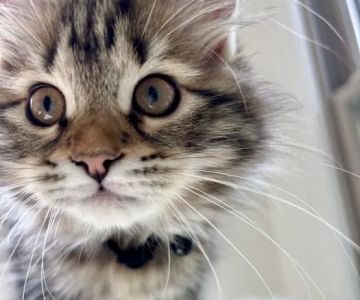 Oraya Siber Kitty Cattery