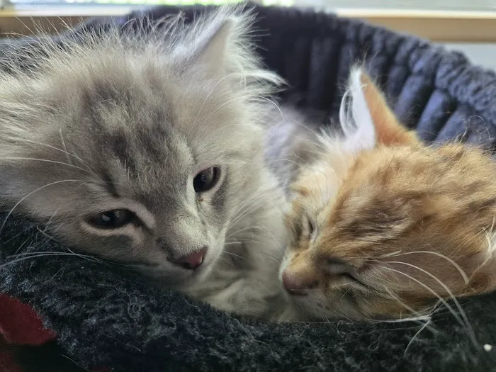 Oraya Siber Kitty Cattery 5