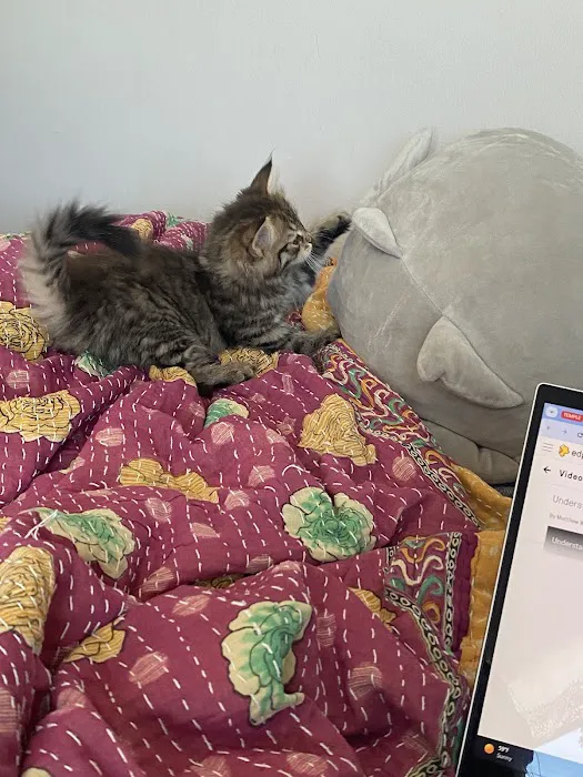 Oraya Siber Kitty Cattery 3