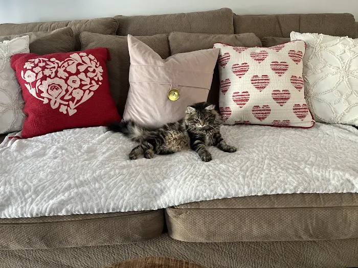 Oraya Siber Kitty Cattery 4