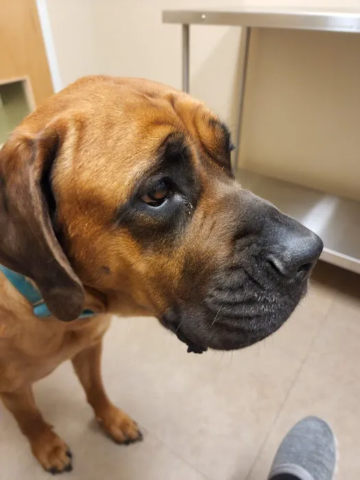 MedVet Pittsburgh 7