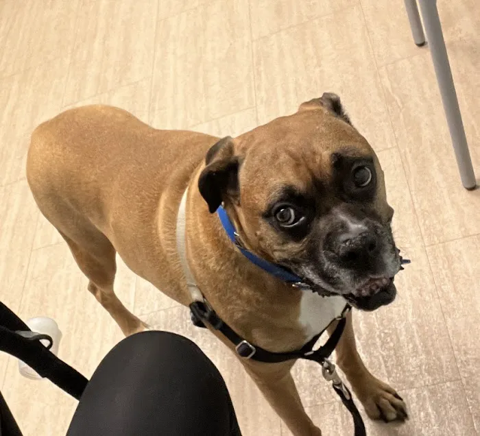 MedVet Pittsburgh 1