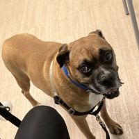 MedVet Pittsburgh ico