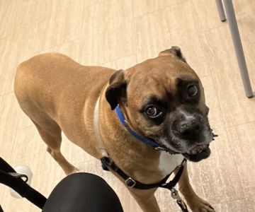 MedVet Pittsburgh