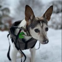 Little Creek Farm Vet ico