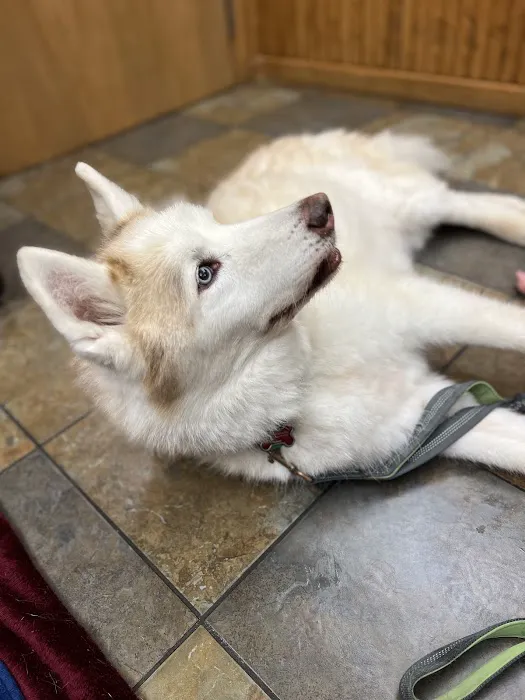 Bridgeville Animal Hospital 8